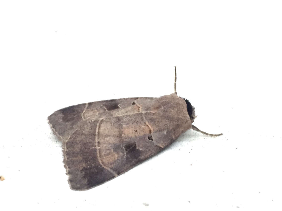 Image of Pale-banded Dart