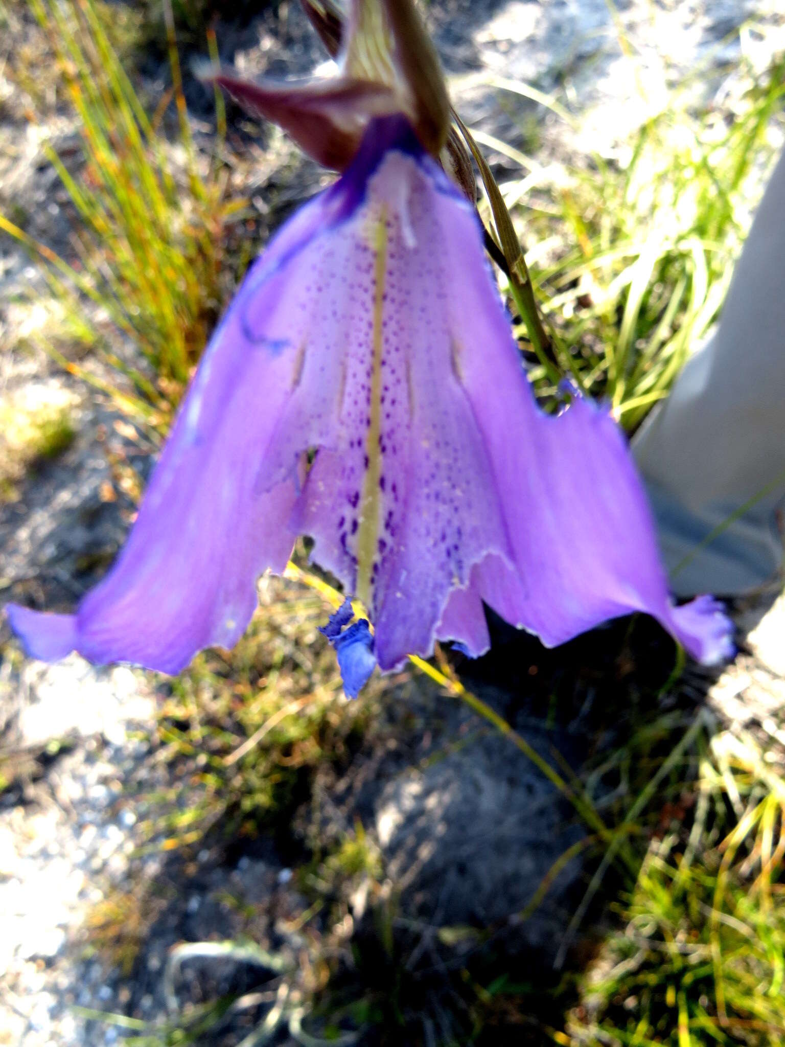 Image de Gladiolus bullatus Thunb. ex G. J. Lewis