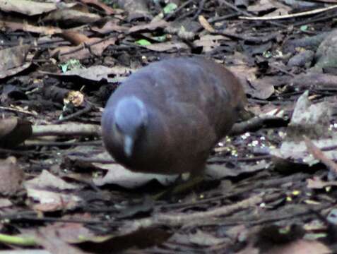 Image of Little Tinamou