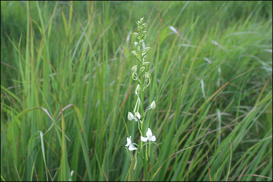 Habenaria linearifolia Maxim. resmi