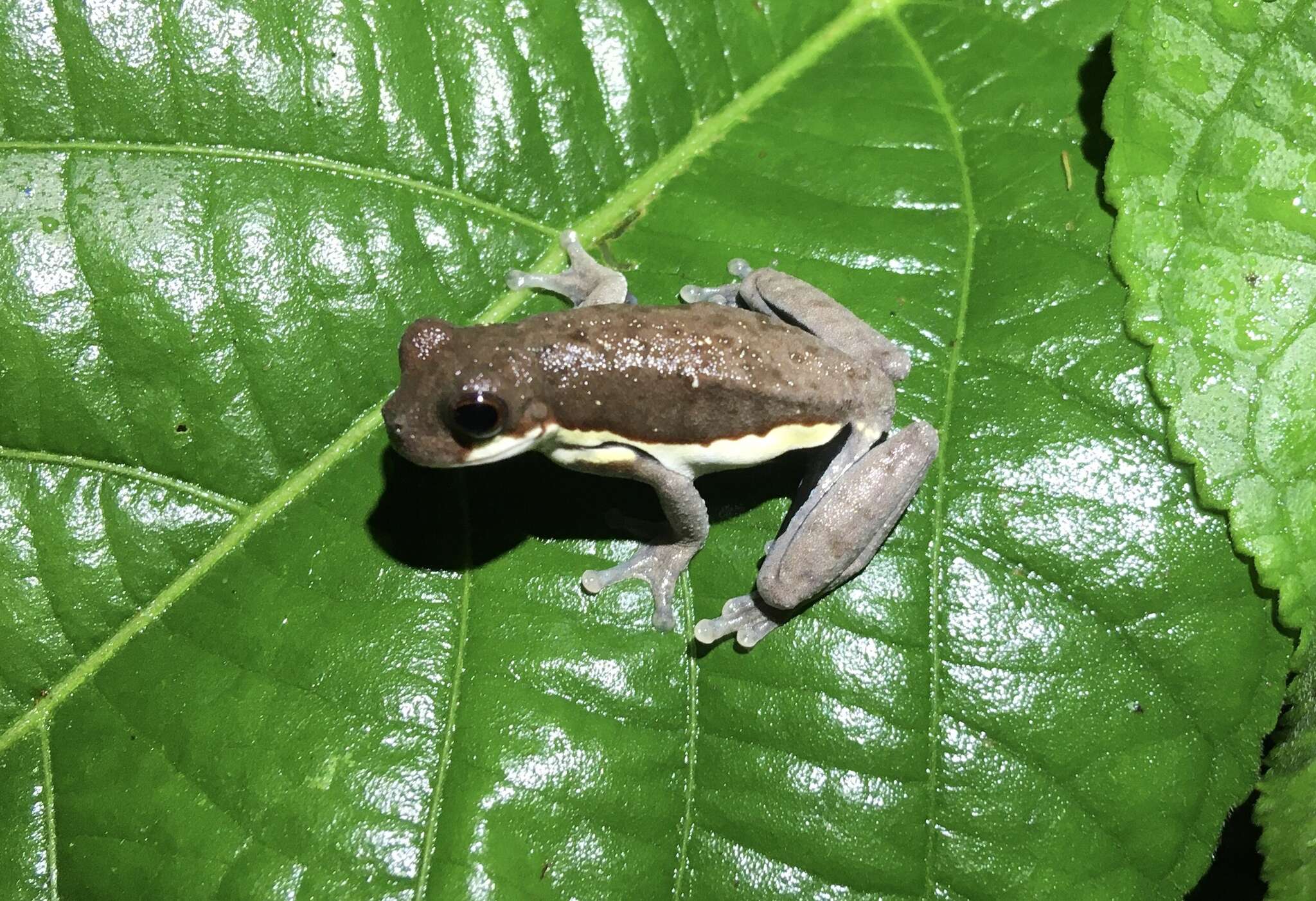 Image of Dendropsophus timbeba (Martins & Cardoso 1987)