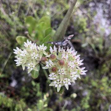 Image of Curtiss' milkweed