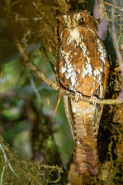 Image of Feline Owlet-nightjar