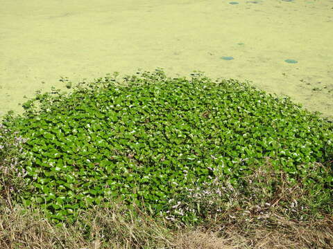 Image of kidneyleaf mudplantain