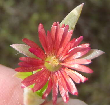 Image of Delosperma acuminatum L. Bol.