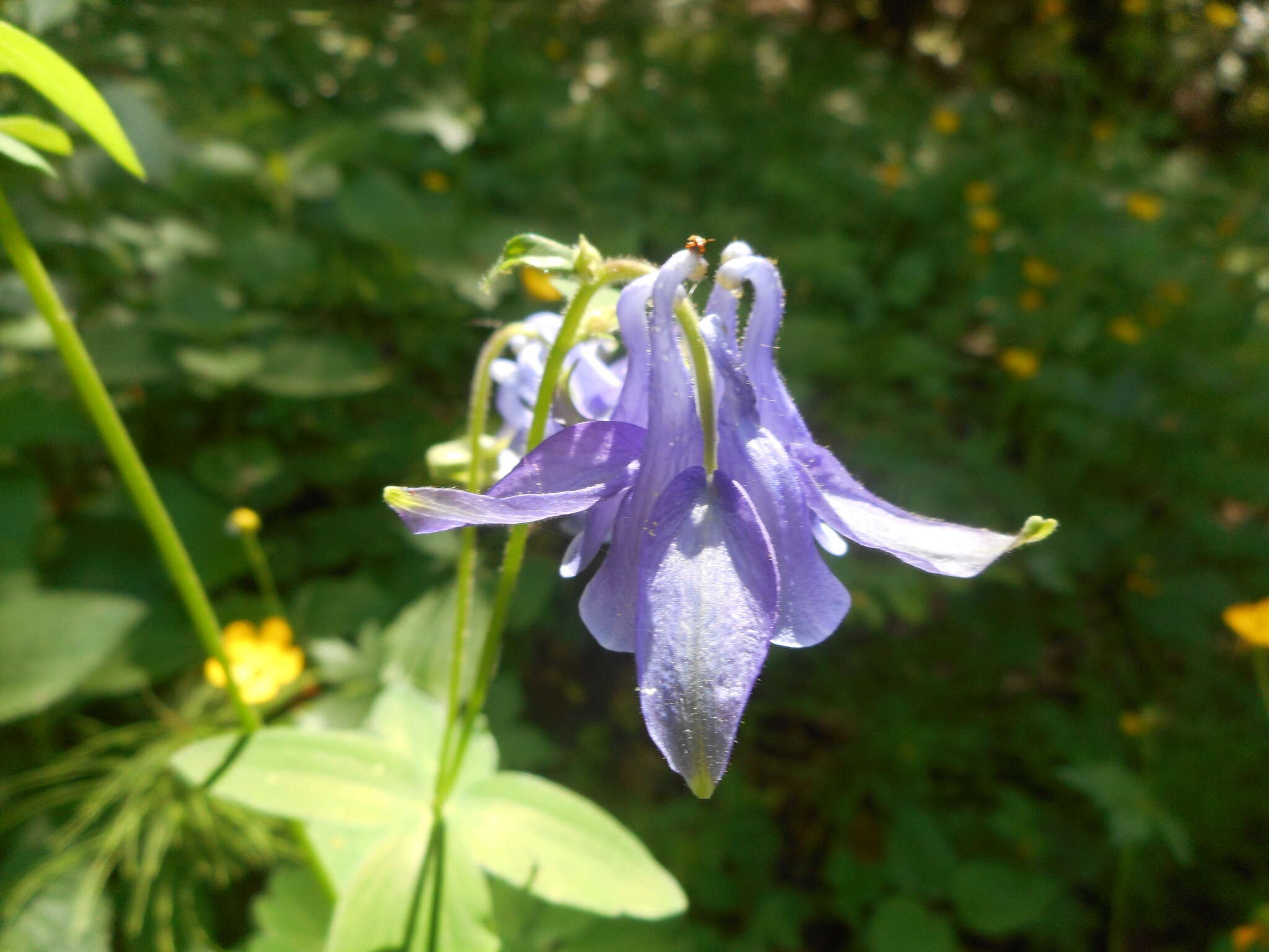 Image of Aquilegia dumeticola Jord.