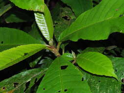 Image of Saurauia tristyla DC.