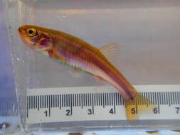 Image of Finescale dace