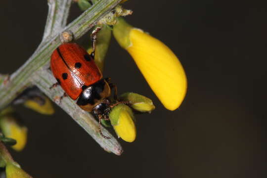 صورة <i>Gonioctena variabilis</i>