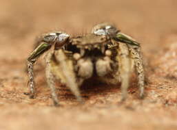 Image of Habronattus festus (Peckham & Peckham 1901)