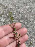 صورة Draba brachycarpa Nutt.