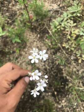 Gypsophila davurica Turcz. ex Fenzl的圖片