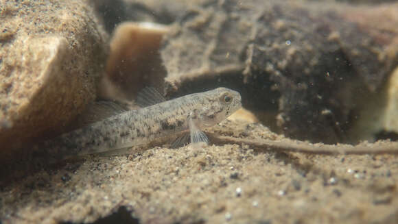 Image of Masago snubnose goby