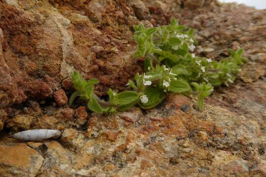 Sivun Sideritis romana subsp. curvidens (Stapf) Holmboe kuva