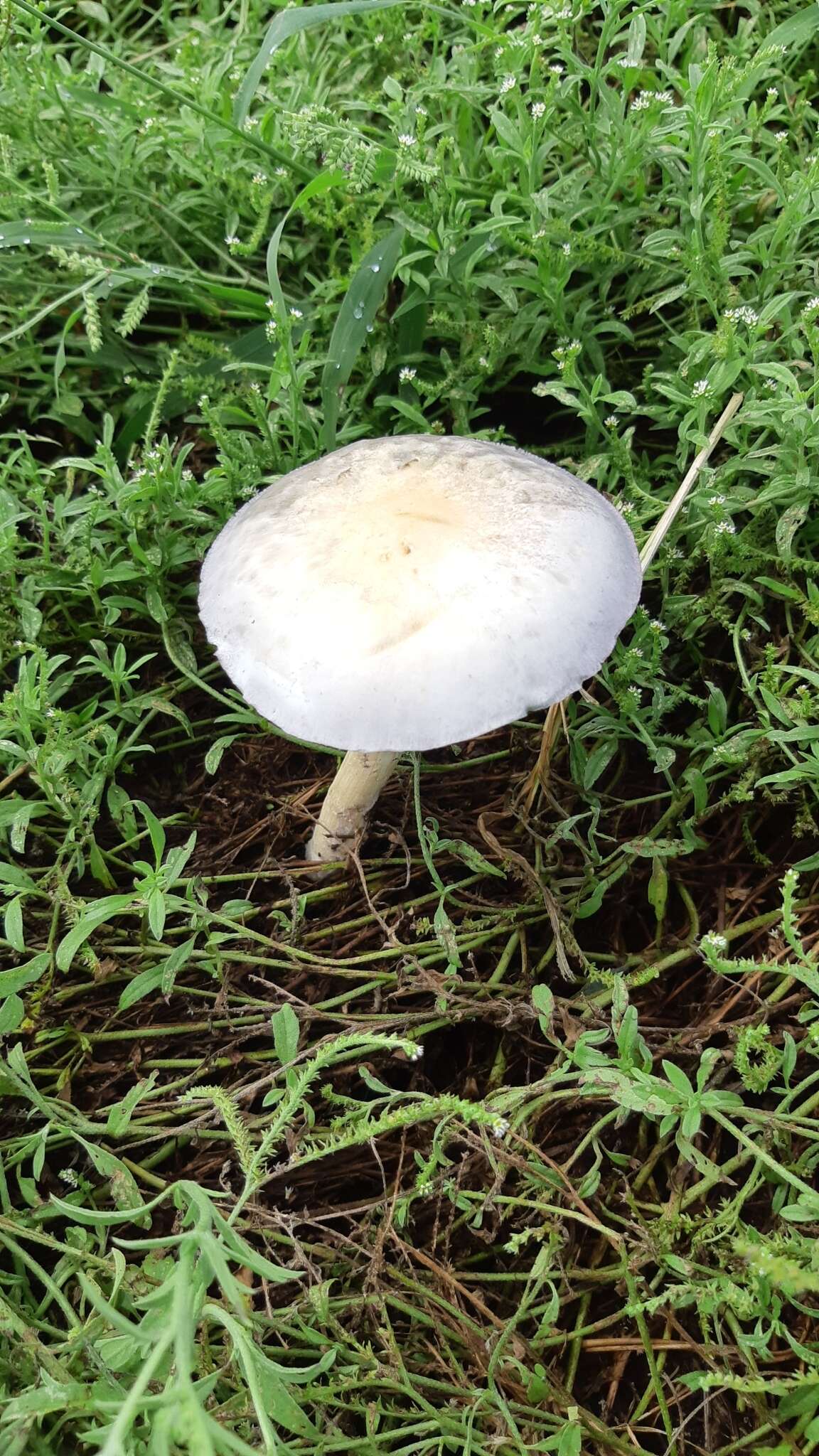 Image de Psilocybe cubensis (Earle) Singer 1948