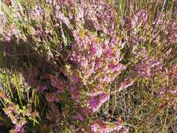 Image of Erica intervallaris var. intervallaris