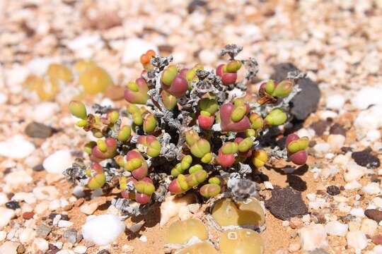 Imagem de Octopoma quadrisepalum (L. Bol.) H. E. K. Hartm.