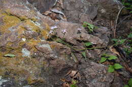 Image de Fleischmannia pycnocephala (Less.) R. King & H. Rob.