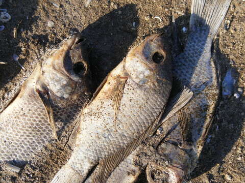 Image of Mozambique Tilapia