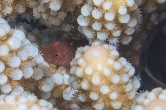 Image of Five-bar coral goby