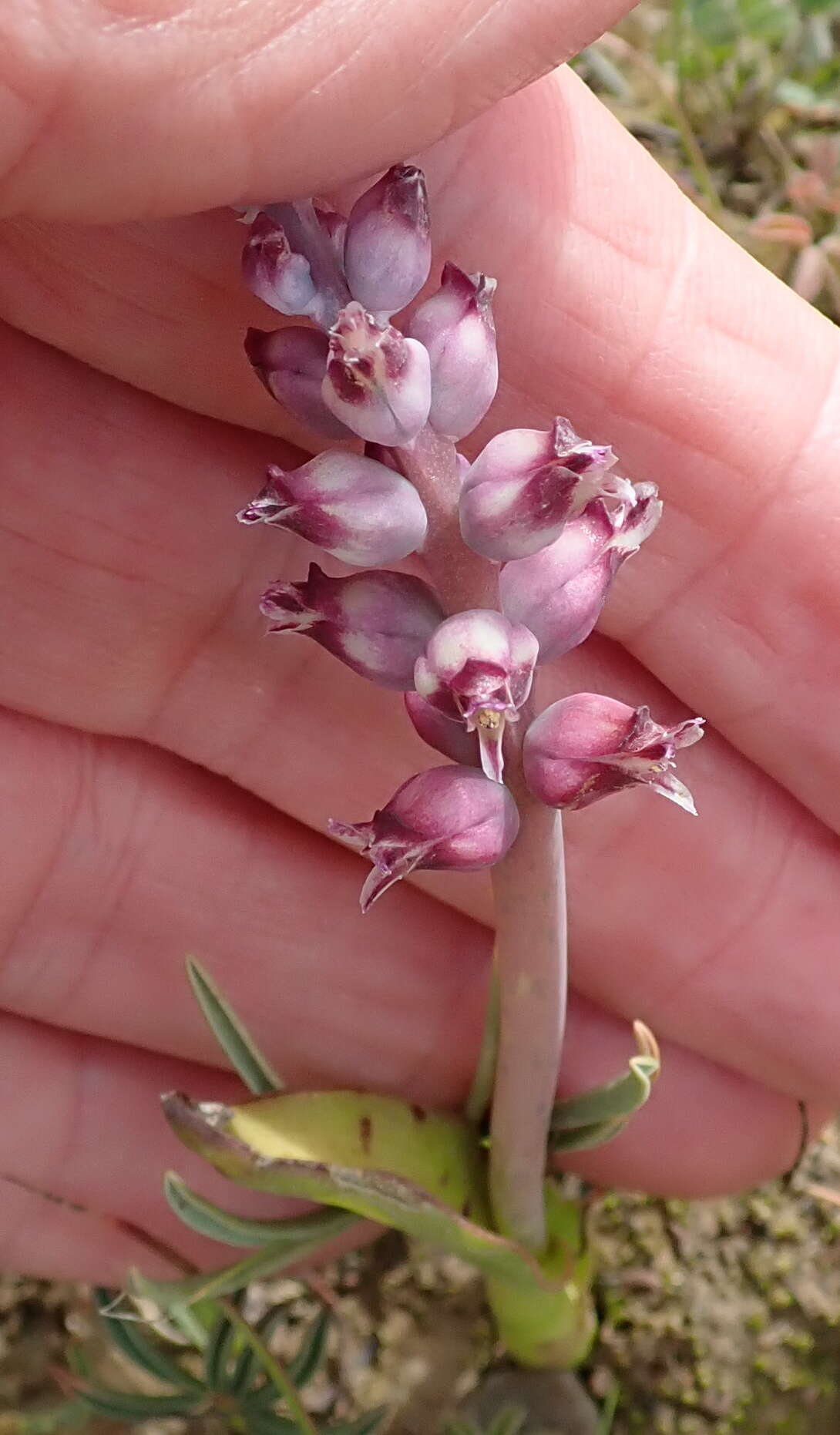 Image of Lachenalia elegans W. F. Barker