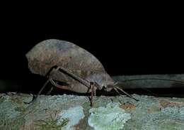 Image of Peacock katydid