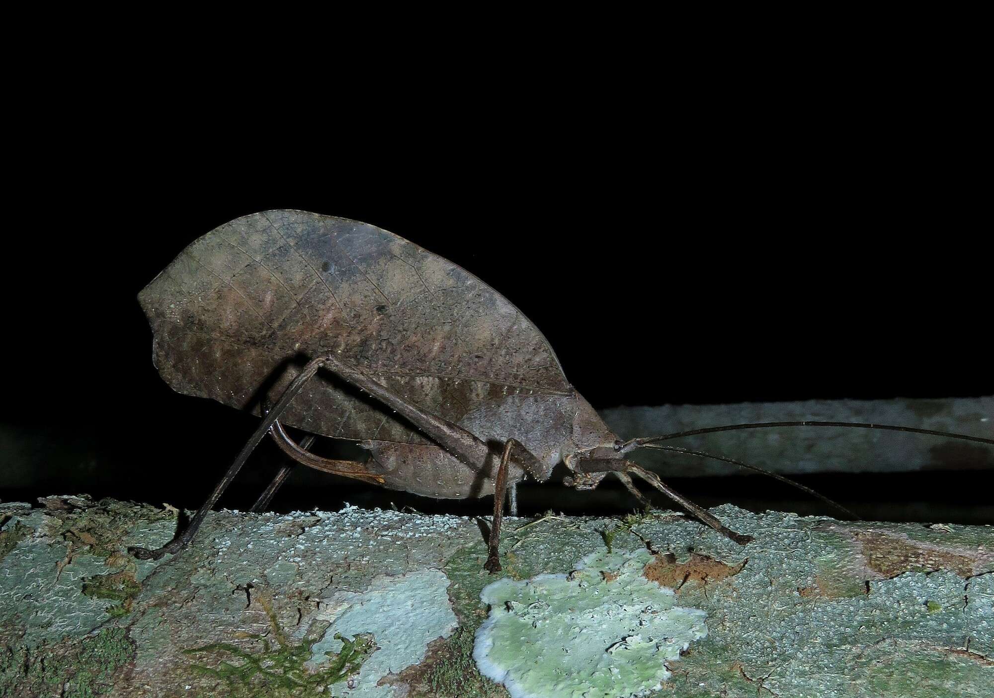 Image of Peacock katydid