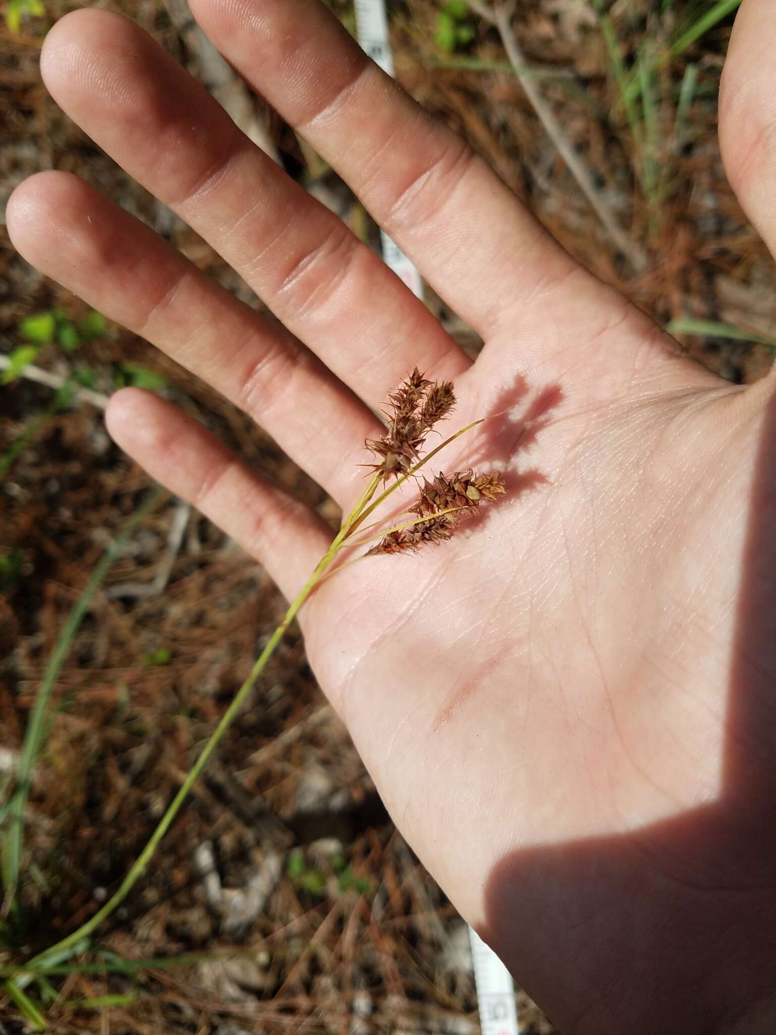 Image of southern waxy sedge