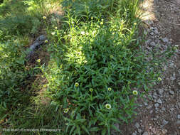 Image de Erigeron aliceae Howell