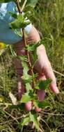 Image of narrowleaf gumweed