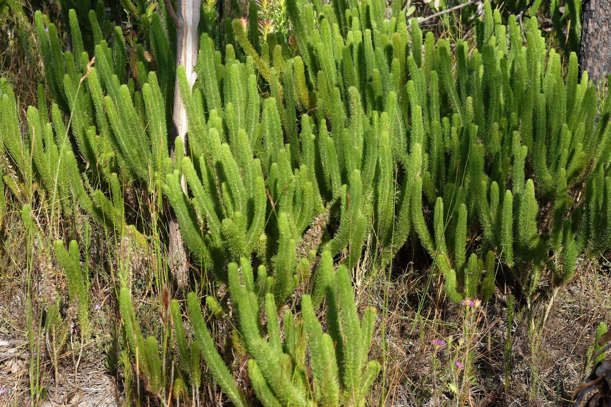 Imagem de Aspalathus incurvifolia Walp.