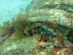 Image of Red gurnard perch