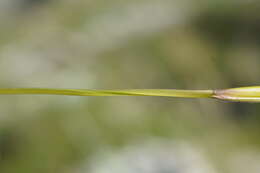 Image of Stipa pennata subsp. pennata