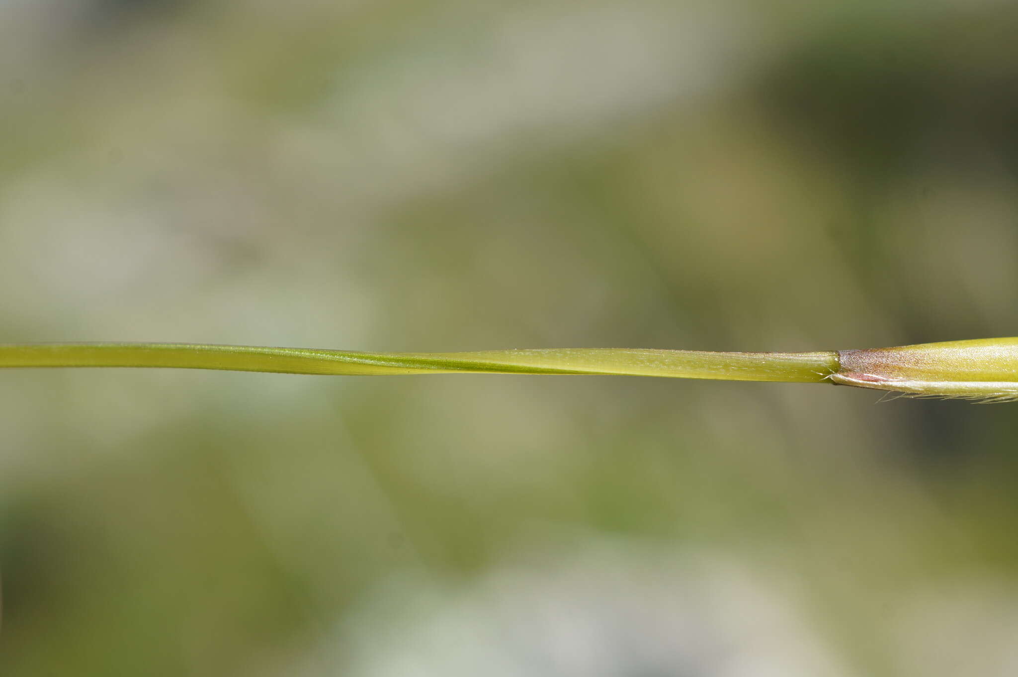 Image of Stipa pennata subsp. pennata