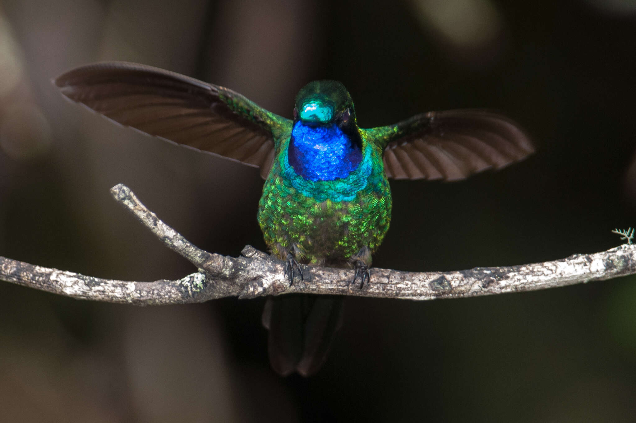 Image of Purple-throated Sunangel