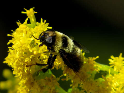 Imagem de Eristalis flavipes Walker 1849