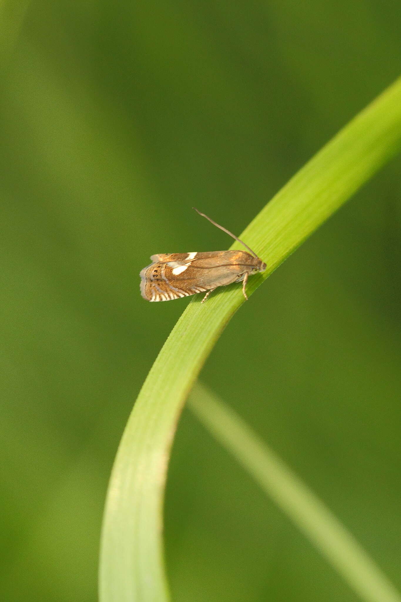 Image of Dichrorampha petiverella Linnaeus 1758