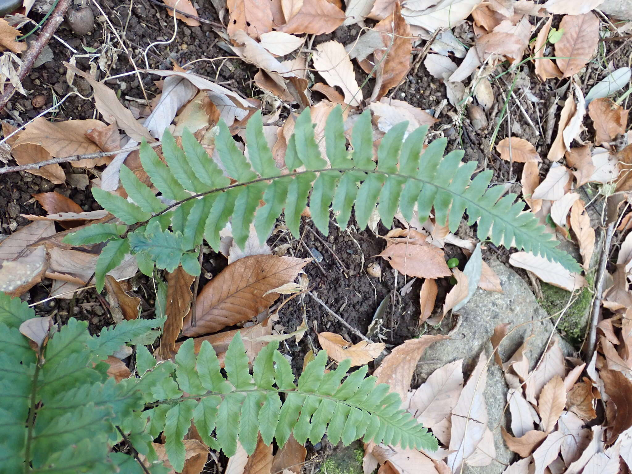 Image of Microlepia marginata (Houtt.) C. Chr.