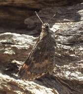 Imagem de Agathymus polingi Skinner 1905