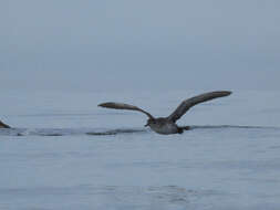 Image of Balearic Shearwater