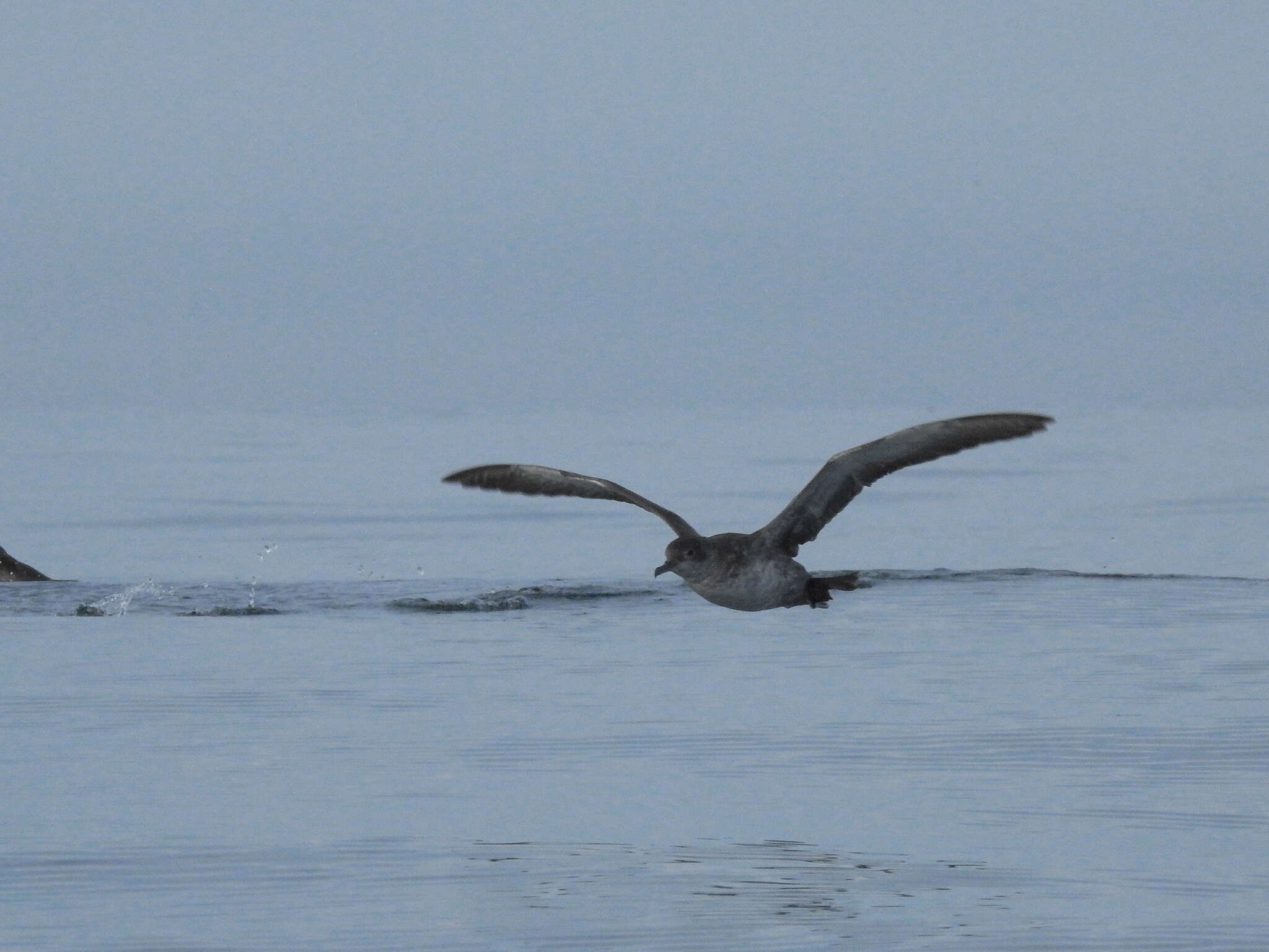 Image of Balearic Shearwater