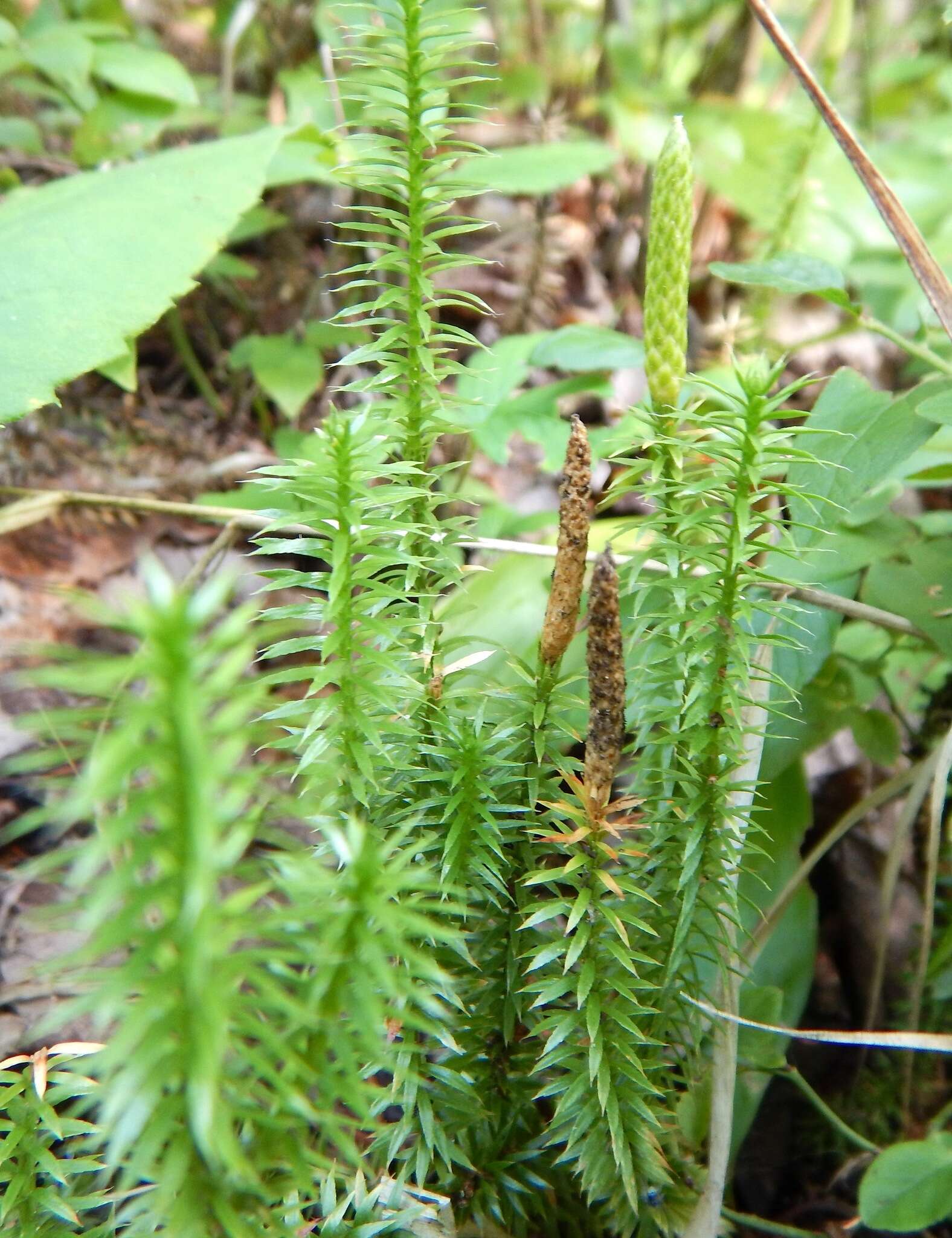 Image of Spinulum annotinum (L.) A. Haines