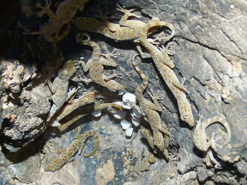 Image of Gray-marked Gecko