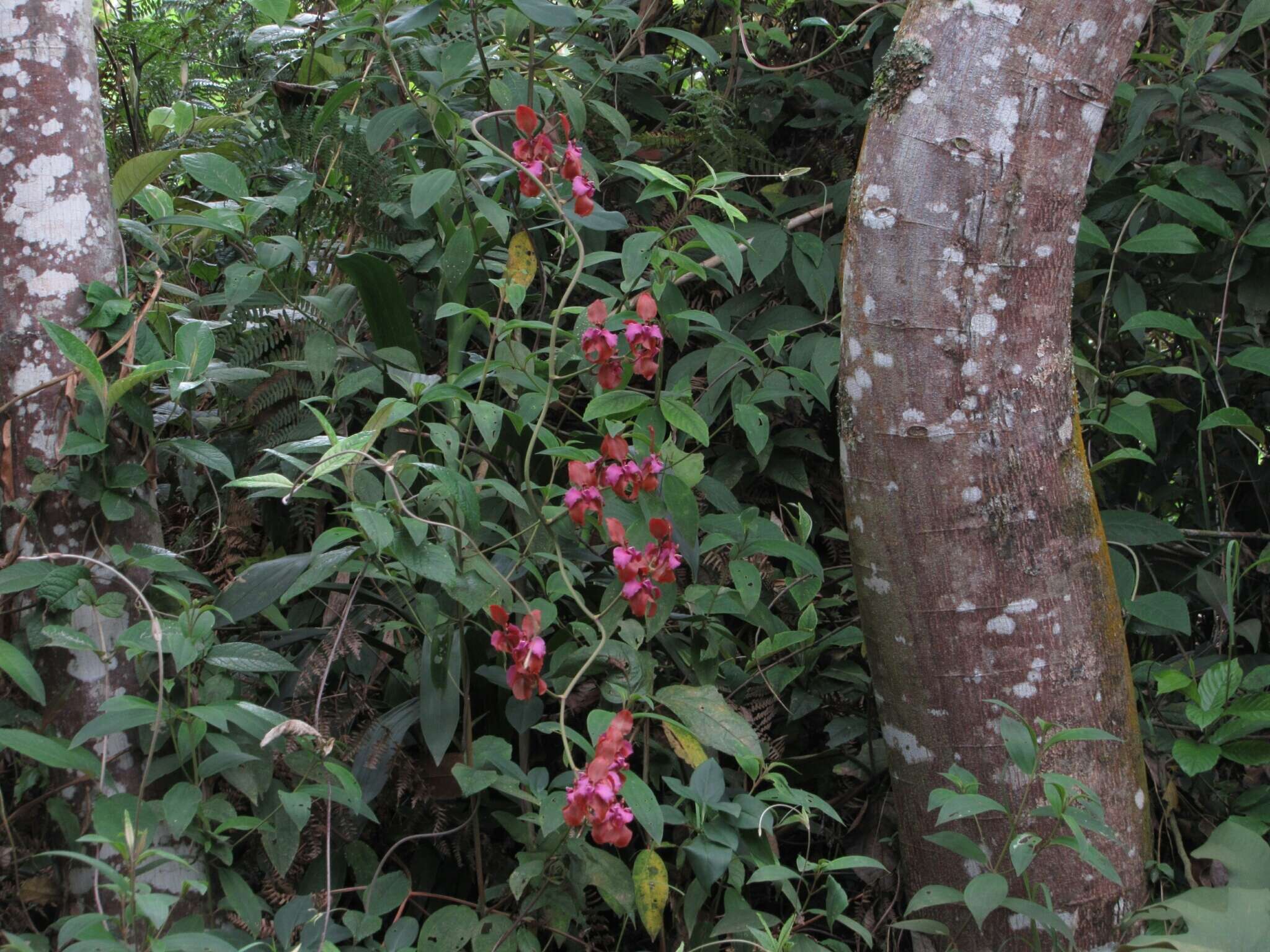 Image of Cyrtochilum orgyale (Rchb. fil. & Warsz.) Kraenzl.