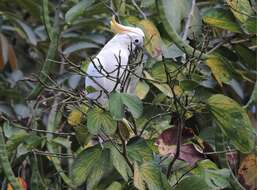 Image of Lesser Sulphur-crested Cockatoo