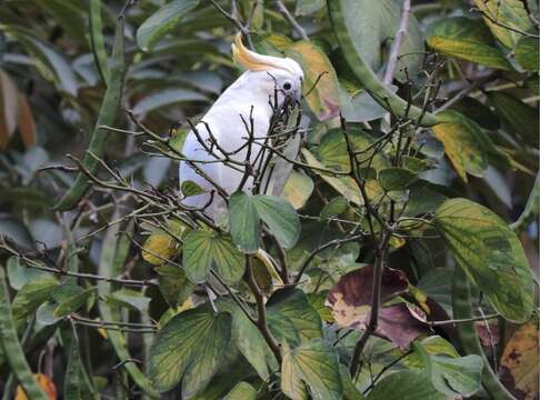 Cacatua sulphurea (Gmelin & JF 1788) resmi