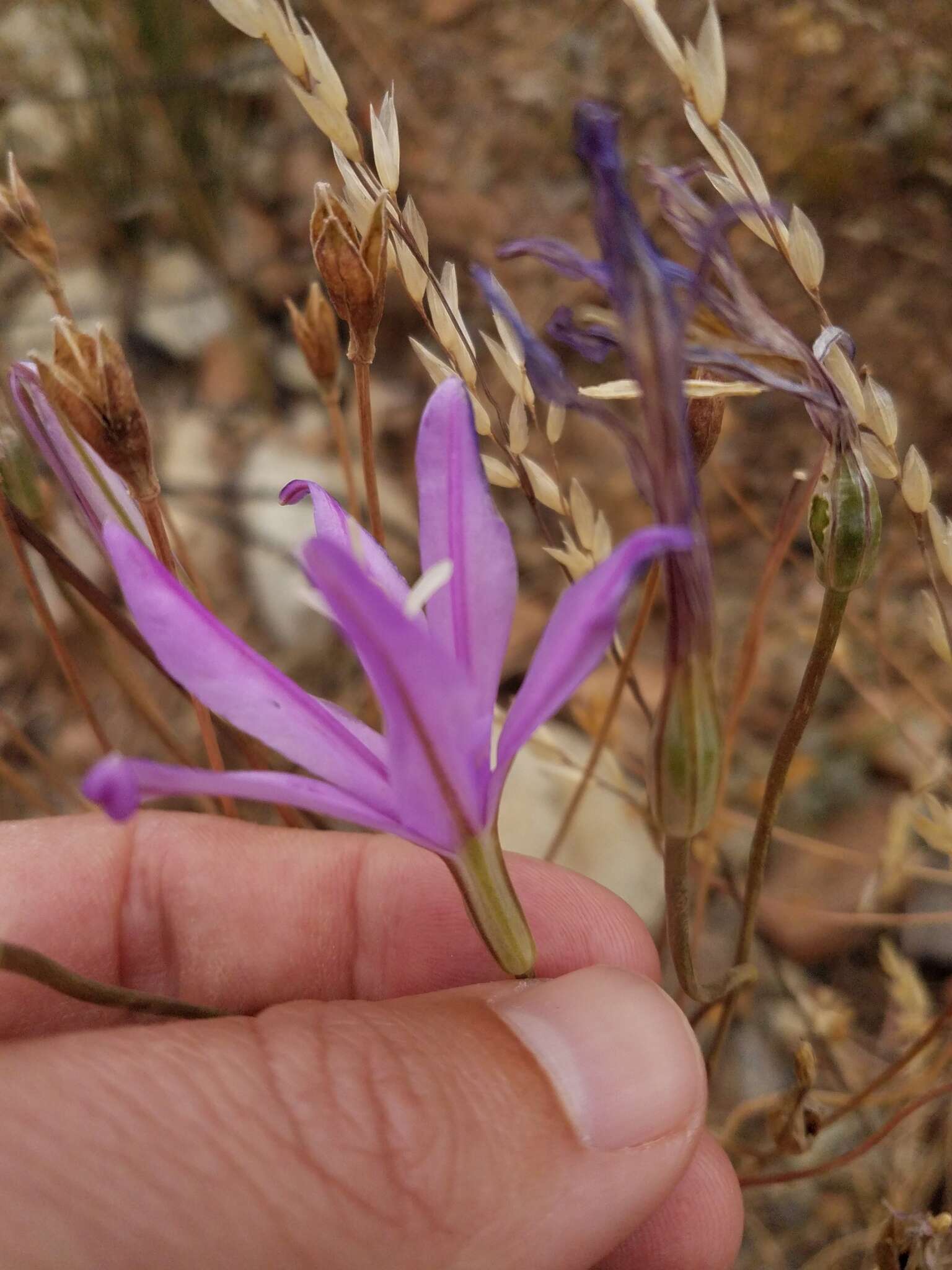 Image of Brodiaea sierrae R. E. Preston