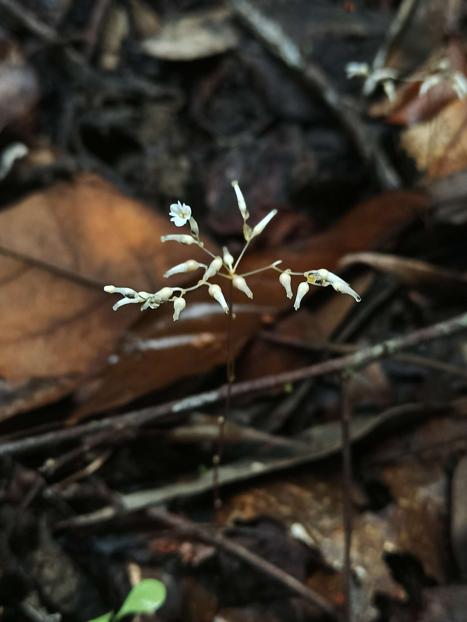 Imagem de Gymnosiphon divaricatus (Benth.) Benth. & Hook. fil.