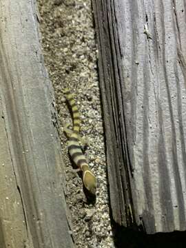 Image of Desert Banded Gecko