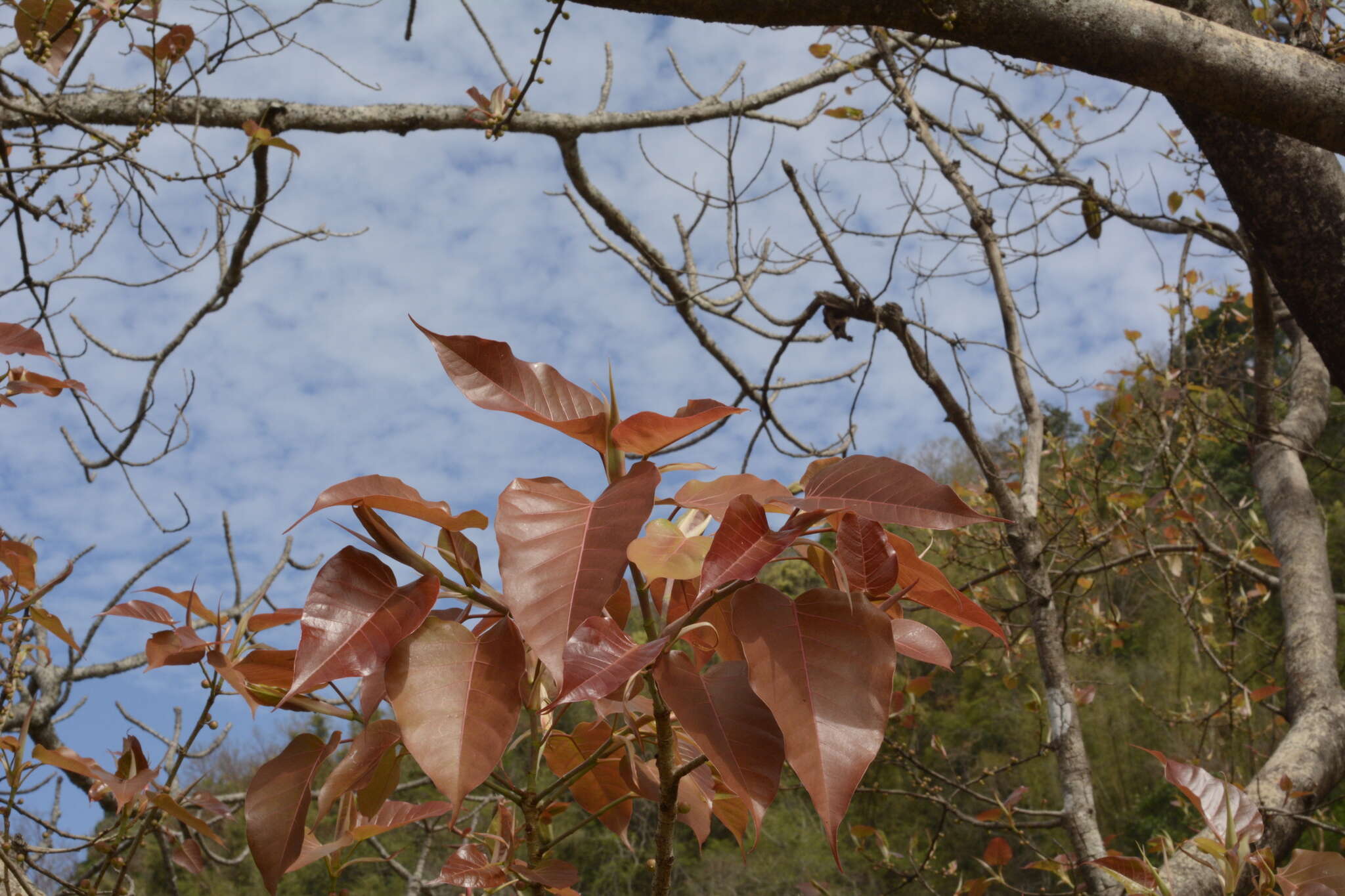 Image of Ficus arnottiana (Miq.) Miq.